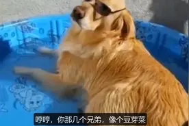 爆笑方言：二哈被金毛暴打一顿后，喊来一群兄弟，结果被金毛嘲笑视频封面