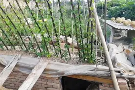 悬空山药地下生长记实