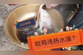 小伙家吃鸡前的准备工作，秃毛拾掇干净剁成小块，大家是怎么弄呀