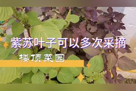 紫苏叶子可以采摘几次？采摘后如何储存？用它泡水喝棒棒哒！