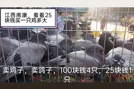 2020，实拍江西南康，看看100块钱可以买到的4只鸡有多大