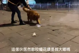 一個狗子用嘴咬著煙花视频封面