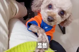 捡来的泰迪有多粘人，女主人去厕所也要跟进去，满眼哀伤求抱抱！视频封面