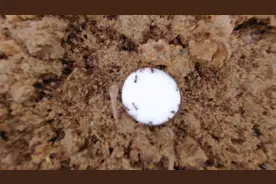 蚂蚁窝放个樟脑丸会发生什么呢