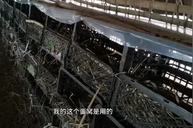 老王自己设计的鸡蛋窝，还不错，母鸡都喜欢视频封面
