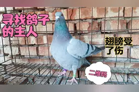 婆婆捉住一只受伤的鸽子，腿上有编号二维码，好奇怪不知咋回事？
