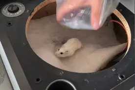 家里养的小仓鼠跑了，找了好几天，原来躲到音箱里面了视频封面