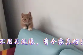 不用再流浪，有个家真好:领养的橘猫幸福成长过程＃激萌奖金计划视频封面