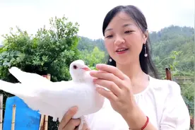 如何正确分辨鸽子的公母方法有几十种？这两种才是既简单又实用的视频封面