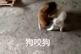 小白大战大黄