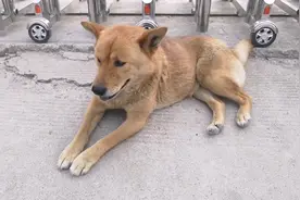 中华田园犬一年可以生2窝仔，这次肚子有点大，估计可以生6只视频封面