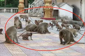 震撼的场面，一群猴子集体亮相，繁殖能力真是惊人！