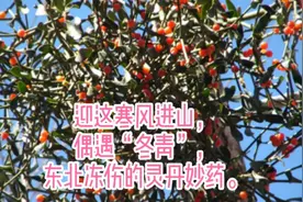 “冬青”东北人治疗冻伤的灵丹妙药，现在已经没人用了。