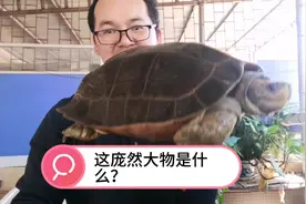 谁知道呢这是什么龟！体形大生长快且容易饲养仅几平方水池可以了