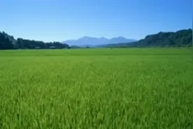 猜字谜：昨天、今天、明天 （打一字），你能猜出来是什么吗？