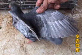 引种过来20天的种鸽在孵蛋跑了母鸽子，还会回来吗？视频封面