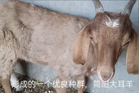 大耳羊肉质极佳营养丰富也比较耐看，大耳羊的由来你们都知道吗？