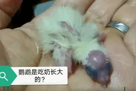 鹦鹉奶粉的冲泡比例和注意事项！干货！干货！