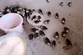 端午节去老丈人家，这里有好多的番鸭，看起来挺可爱的！