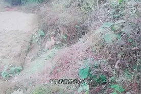 几种小狗一直往山上跑到底是为什么，啊浪带大家看个明白