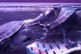 鱼缸养殖黄头侧颈龟时要注意水温度，夏天勤换水，具有一定观赏性