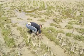 野生泥鳅越来越少，是不是都被农药毒死了？半天才翻了这么一点