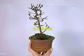 日本白花长寿梅微型盆景盆栽养护交流欣赏，家庭养花，养护知识视频封面