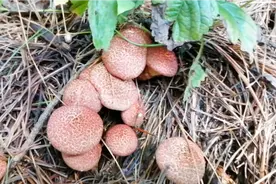 大红松树林采松树菌，也叫塔蘑，炖小鸡比松伞蘑好吃！