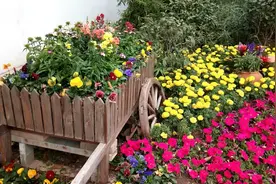 这个冬天还有这么漂亮的花