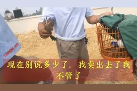 山东菏泽鸟市上，画眉雏鸟遭遇了什么意外，身价跌落才卖几十块钱视频封面