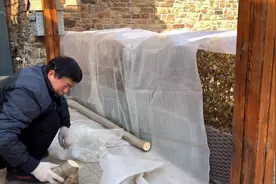 金叶女贞和黄杨球冬天的时候是需要包裹防冻的视频封面