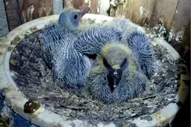 元宝鸽幼崽初长成，和信鸽幼鸽一对比，差异就出来了