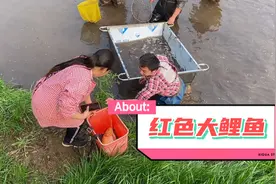 田里面竟然有条红色的大鲤鱼，主人家逮到了就直接背回去了视频封面