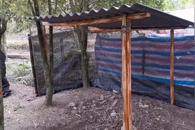 人居环境整治，居住区不能养鸡鸭鹅，老百姓怎么处理这个矛盾？视频封面