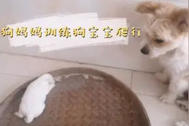 狗妈妈训练狗宝宝爬行，狗宝宝爬太慢，一把叼起就回窝里视频封面