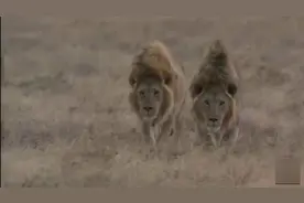 一只漂亮的仿真狮子，突然出现在了雄狮领地……视频封面