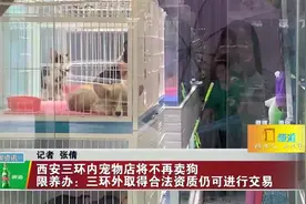 西安三环内宠物店不再卖狗，限养办：三环外取得合法资质仍可进行视频封面
