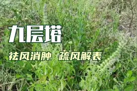 九层塔也叫罗勒，是一款药食同源应用广泛的草本植物。