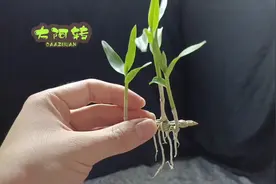 如何种植石斛的高位芽？2种思路4种栽培方式，水培还是树皮水苔视频封面