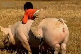 农村孩子真是厉害，他能骑上猪在村里跑，速度还真快