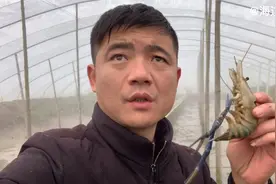 小伙挖自家稻田养虾王，冷空气突然来袭，会全部冻死吗？抽水一看视频封面