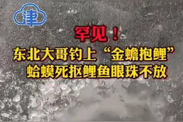 罕见！东北大哥钓上“金蟾抱鲤”，钓友：钓了十多年第一次遇到 @抖音短视频视频封面