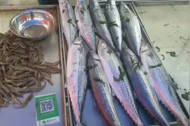 山东青岛沙子口大集，鲅鱼15元一斤真便宜，我们一起了解一下视频封面