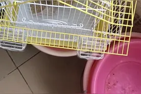 别墅型的鸟笼，在拼多多上买的，只要80元。