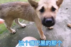 告诫，养田园犬千万别养嘴巴黑的，它会每天给你惊喜噢。