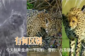 花豹、雪豹、猎豹的区别