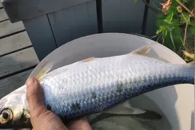 深圳宝安居然有一免费钓鱼的好地方视频封面