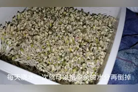 蛀虫的绿豆不要扔，照样生出绿豆芽，居家生豆芽，1个月不用出门