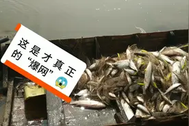 50亩的水塘杂鱼太多，用这办法清除，效果真好，大丰收！视频封面