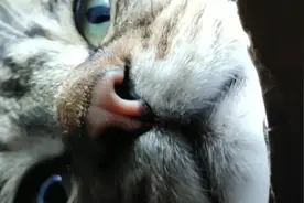 老鼠的视角看猫，猫确实吓人视频封面